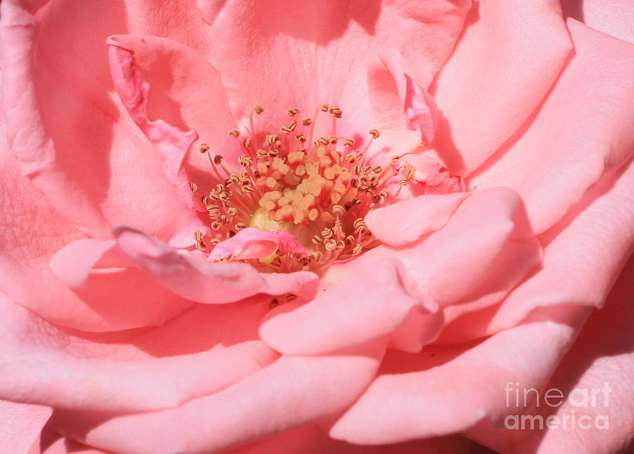 Rose Photograph - Sweet Pink Rose  by Carol Groenen