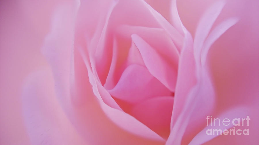 Sweet Pink Rose Photograph