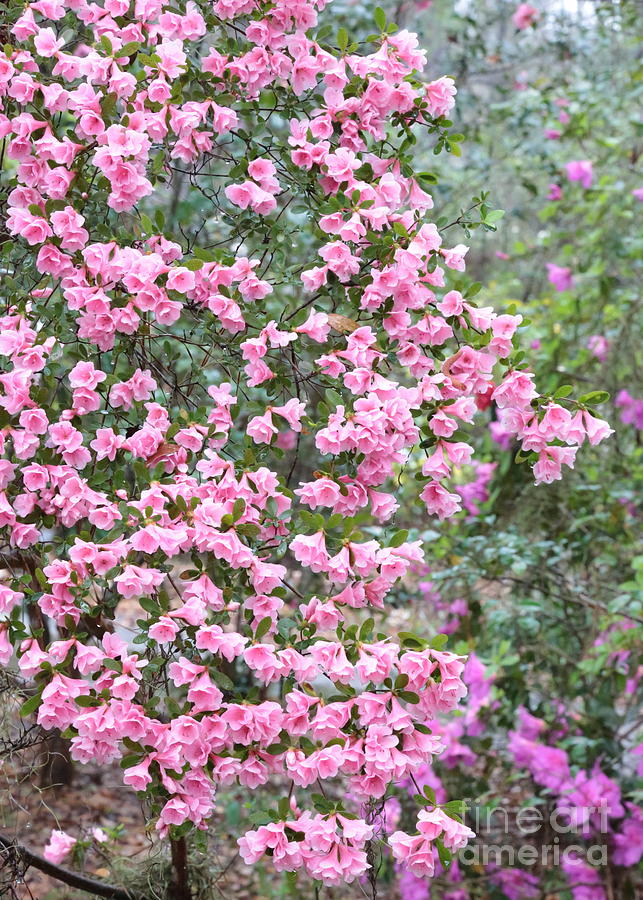 Sweet Pink Southern Azaleas Photograph by Carol Groenen