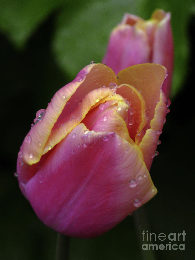 Sweet Pink Tulips Photograph by Kim Tran