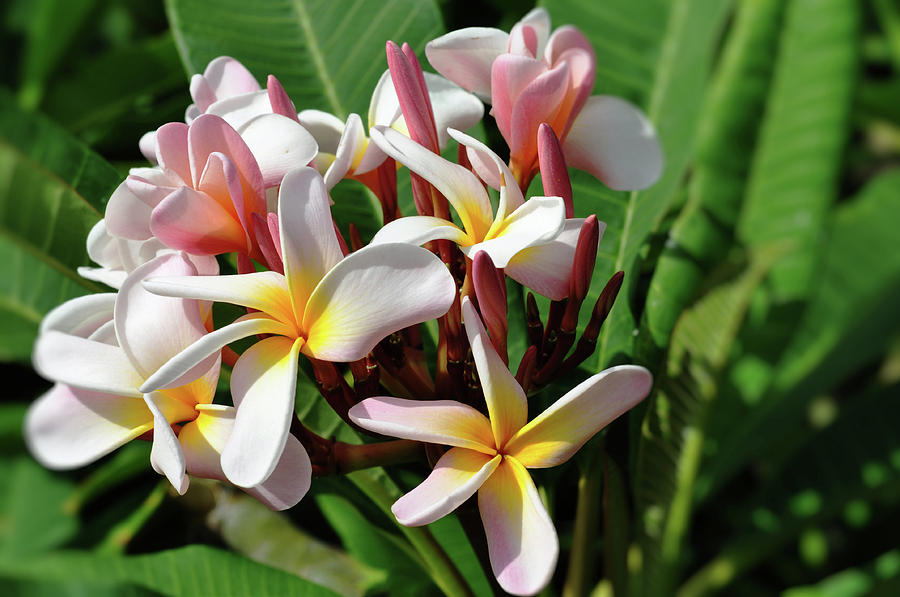 Sweet Plumerias Photograph by Kelly Wade