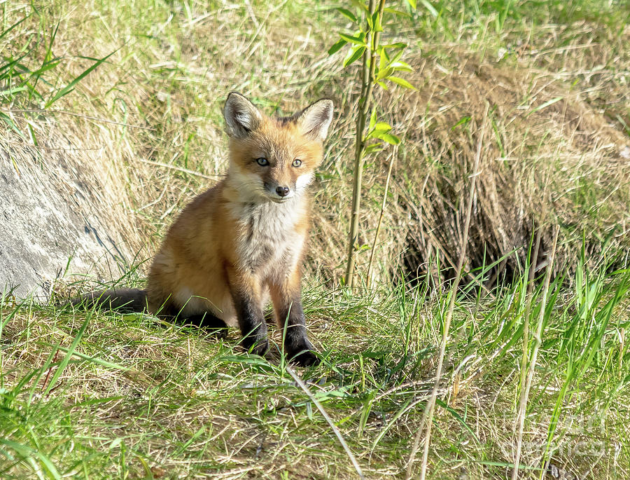 Sweet Posing Fox Kit Photograph by Cheryl Baxter