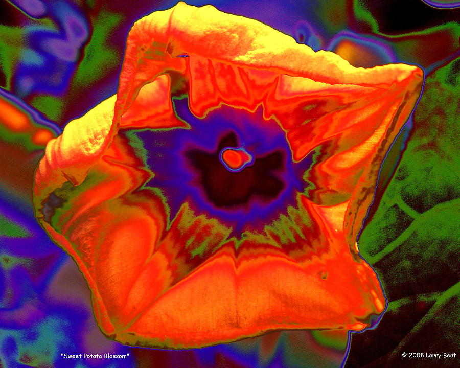 Sweet Potato Blossom Digital Art by Larry Beat