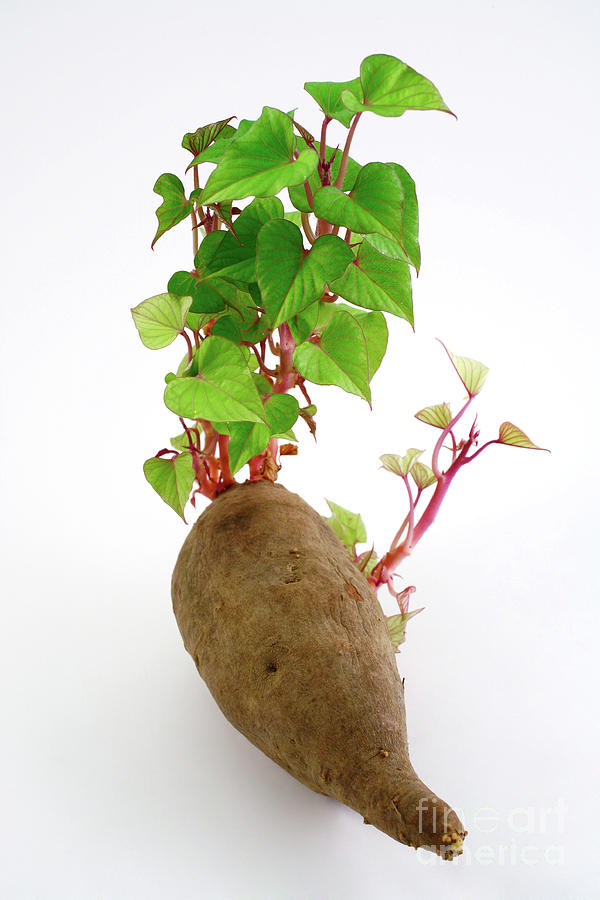 Sweet potato Photograph by Gaspar Avila