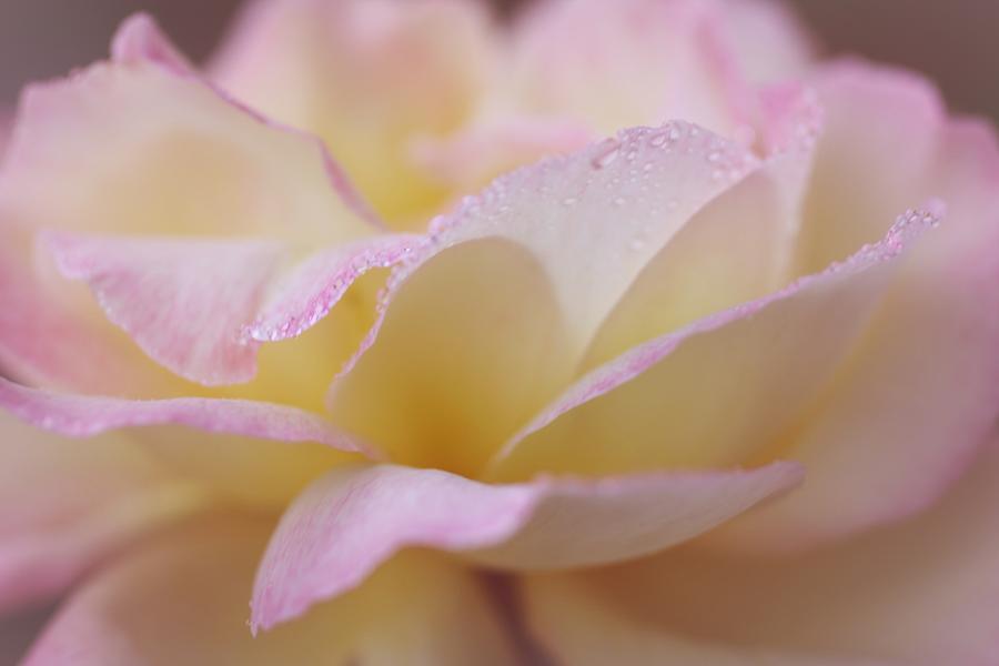 Sweet Precious Rose Photograph by The Art Of Marilyn Ridoutt-Greene