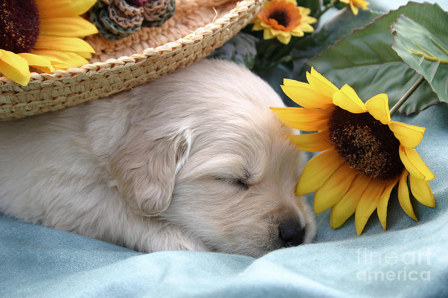 Sunflower Photograph - Sweet Puppy Dreams by Kelly S Andrews