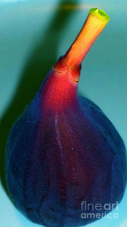 Sweet Purple Fig  Photograph by Susan Carella