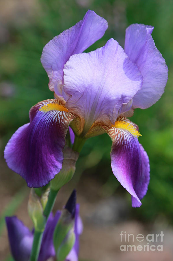 Iris Photograph - Sweet Purple Iris by Carol Groenen