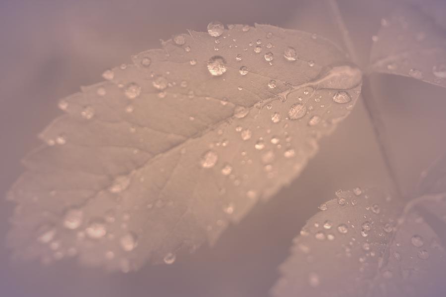 Sweet Raindrops Photograph by The Art Of Marilyn Ridoutt-Greene