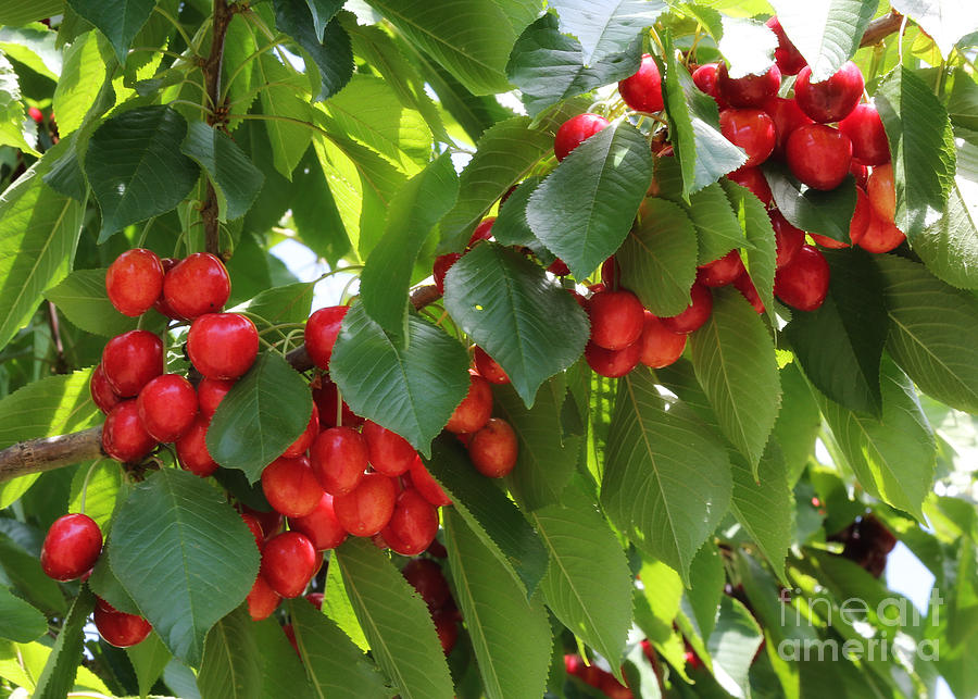Sweet Red Cherries Photograph by Carol Groenen
