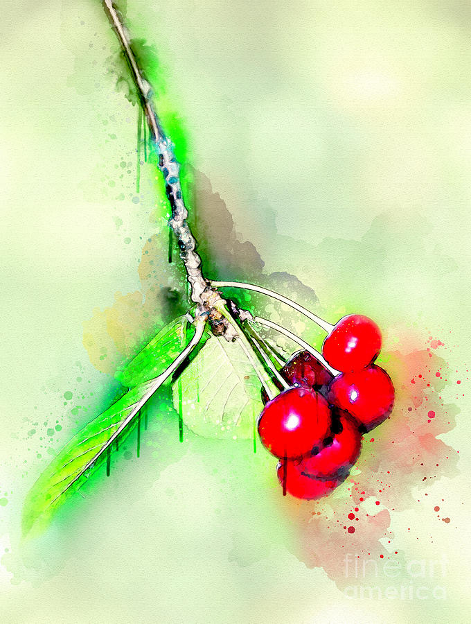 Sweet Red Cherries Painting by Svetlana Sewell