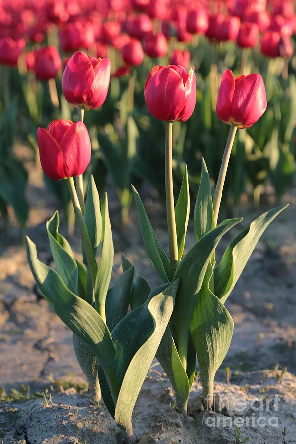 Sweet Red Tulips Photograph by Carol Groenen
