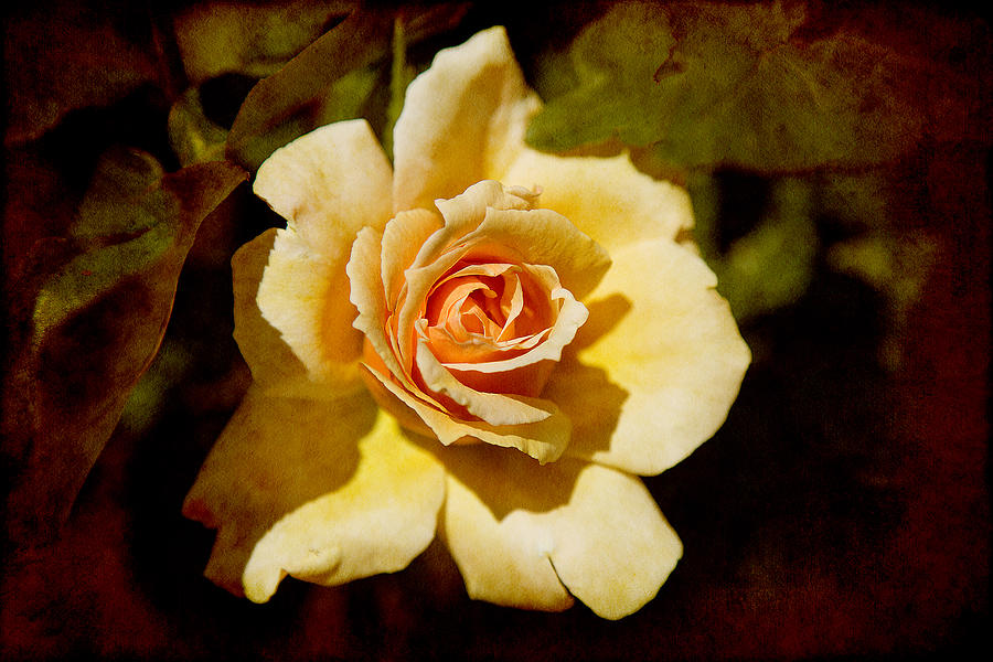 Sweet Rose Photograph by Milena Ilieva