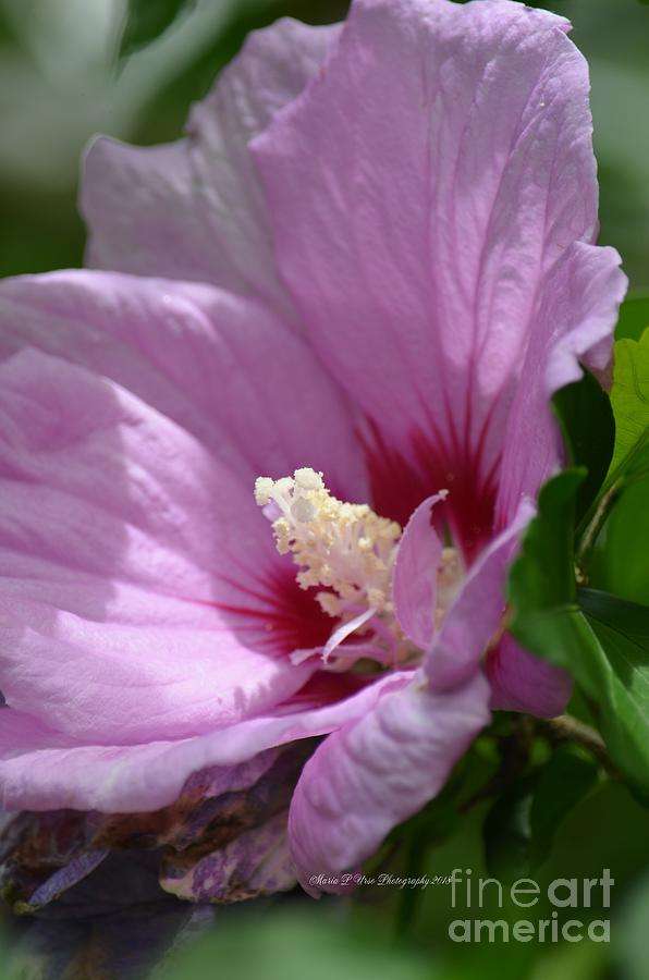 Sweet Rose of Sharon 4 Photograph by Maria Urso
