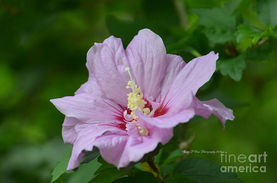 Sweet Rose of Sharon Photograph by Maria Urso