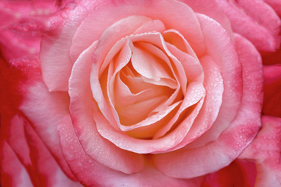 Sweet Rose Photograph by Vanessa Thomas