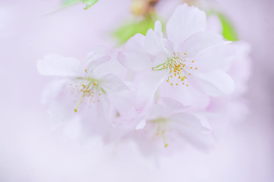 Sweet Sensation. Spring Pastels Photograph by Jenny Rainbow