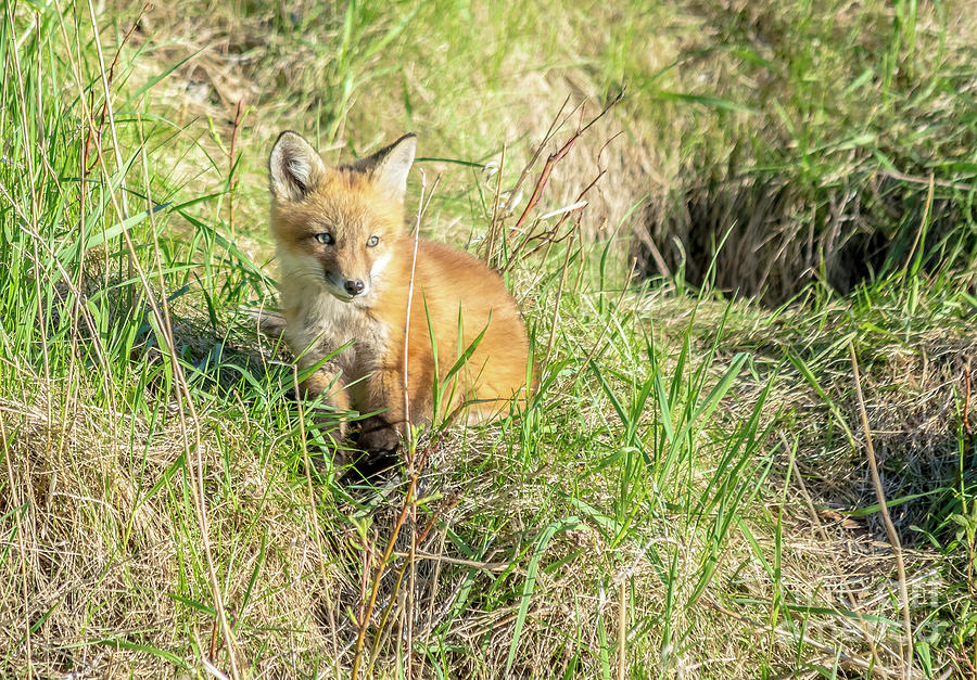 Sweet Sitting Fox Kit Photograph by Cheryl Baxter