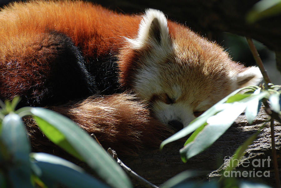 Sweet Sleeping Red Panda Bear Photograph by DejaVu Designs