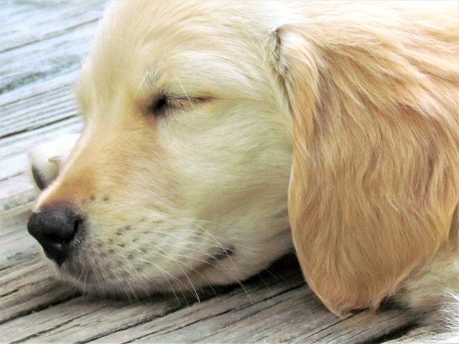Dog Photograph - Sweet Sleepy Sophie by Lori Lafargue
