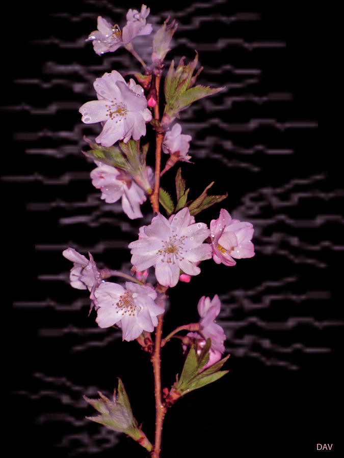 Flower Photograph - Sweet Smell Of Spring by Debra     Vatalaro