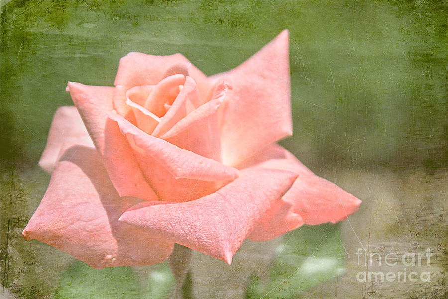 Rose Photograph - Sweet Song by Arlene Carmel