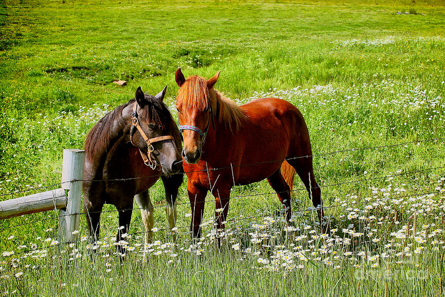 Animal Photograph - Sweet South Dakota Horses by Teresa Zieba