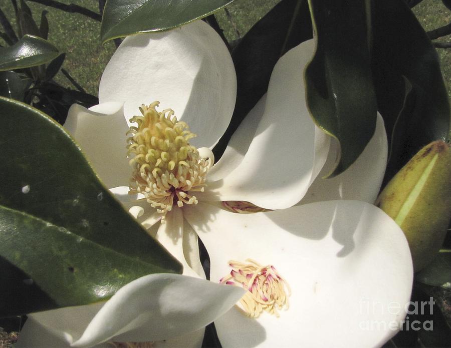 Sweet Southern Magnolias Photograph by Johnnie Stanfield