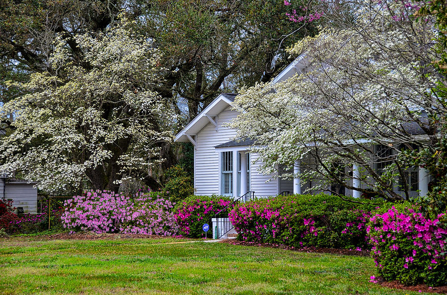 Sweet Southern Spring Photograph by Linda Brown