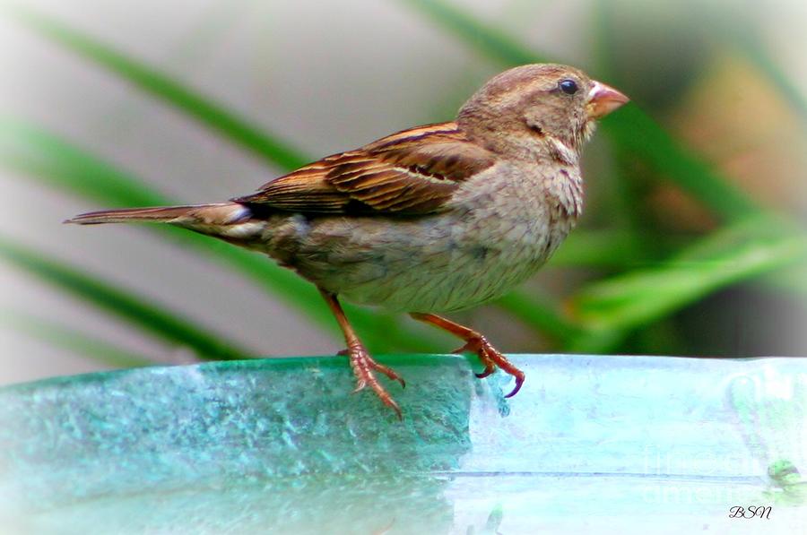 Sweet Sparrow Photograph by Barbara S Nickerson