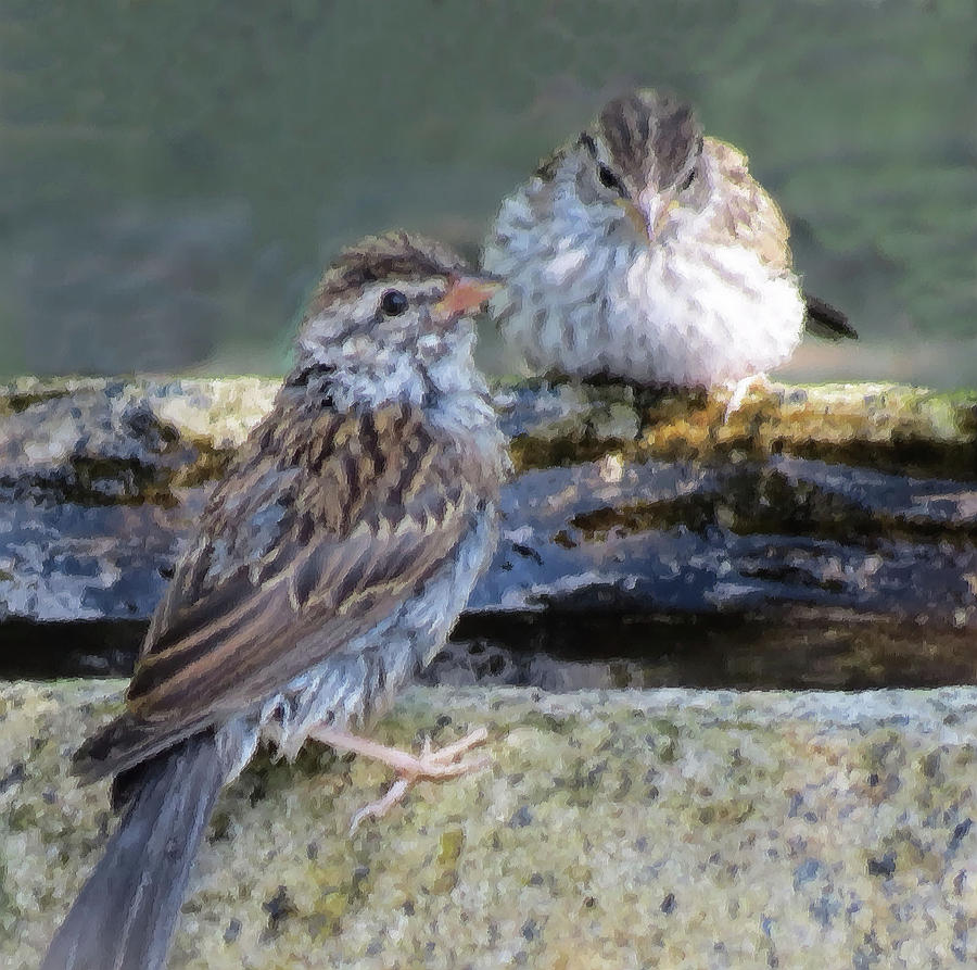 Sweet Sparrows - Birds - Brush Strokes Photograph by MTBobbins Photography