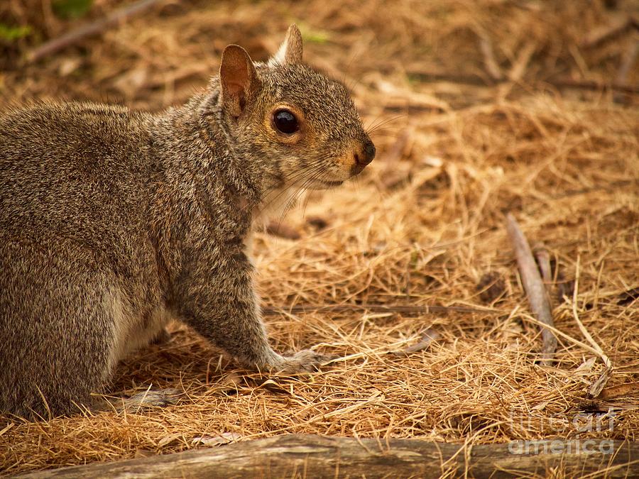 Sweet Squirrel Photograph by Rachel Morrison