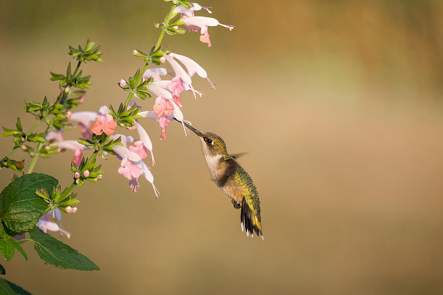 Bird Photograph - Sweet Success by Penny Meyers