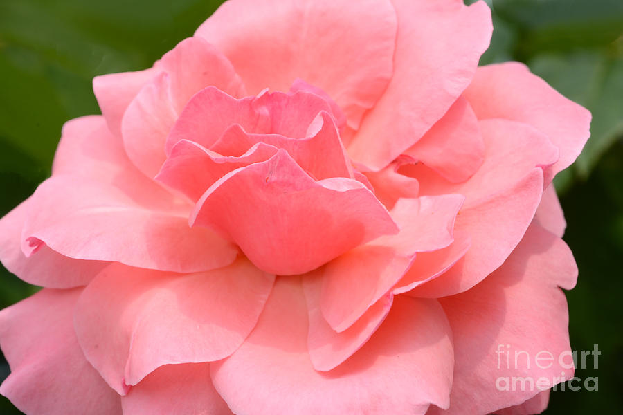 Rose Photograph - Sweet Summer Pink by Regina Geoghan