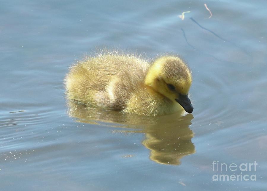 Sweet Swimming Gosling Photograph by Carol Groenen