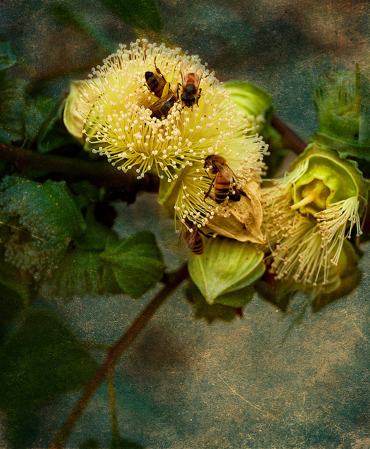 Flower Photograph - Sweet Tastings by Heather Thorning