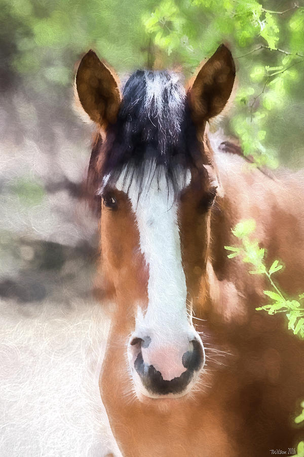 Horse Photograph - Sweet Thing by Teresa Wilson