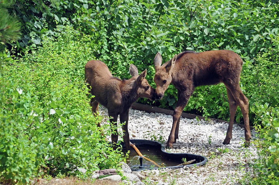 Sweet Twin Moose Calves by Cindy Murphy Sweet Twin Moose Calves by Cindy Murphy