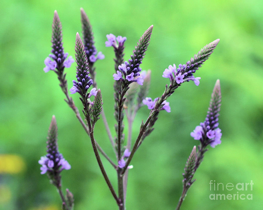 Sweet Vervain Photograph by Smilin Eyes Treasures
