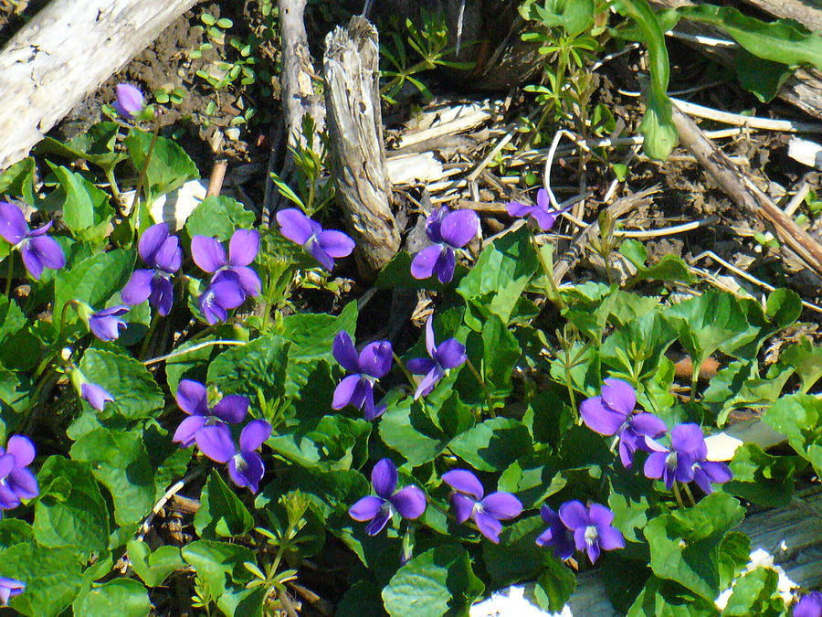 Sweet Violets Photograph by Peggy King