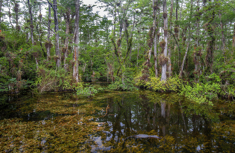 Big Cypress National Preserve Photograph - Sweet water Strand - 10 by Rudy Umans
