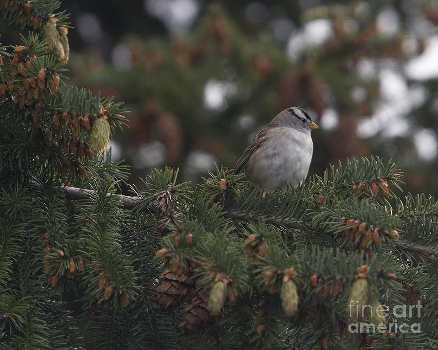 Sweet White Crowned Sparrow Photograph
