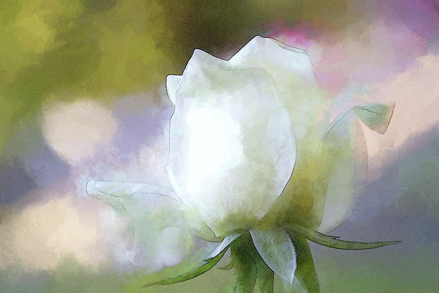 Abstract Digital Art - Sweet White Rose by Terry Davis