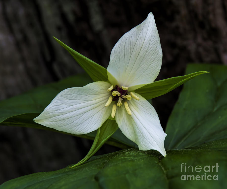 Sweet White Trillium Photograph