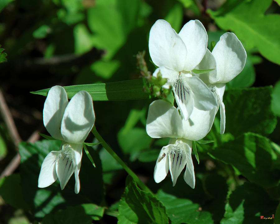 Sweet White Violets DSPF0405 Photograph by Gerry Gantt