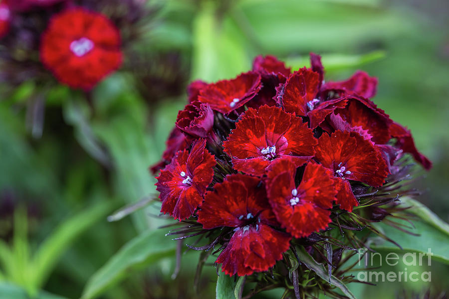 Sweet William Photograph by Eva Lechner