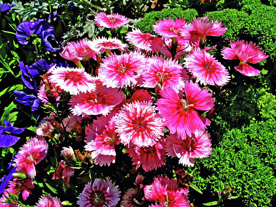Sweet William in Bellingrath Gardens, Mobile, Alabama Photograph by Ruth Hager
