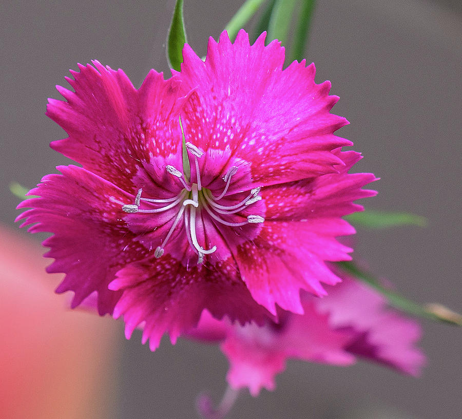 Sweet William Photograph by Timothy Anable