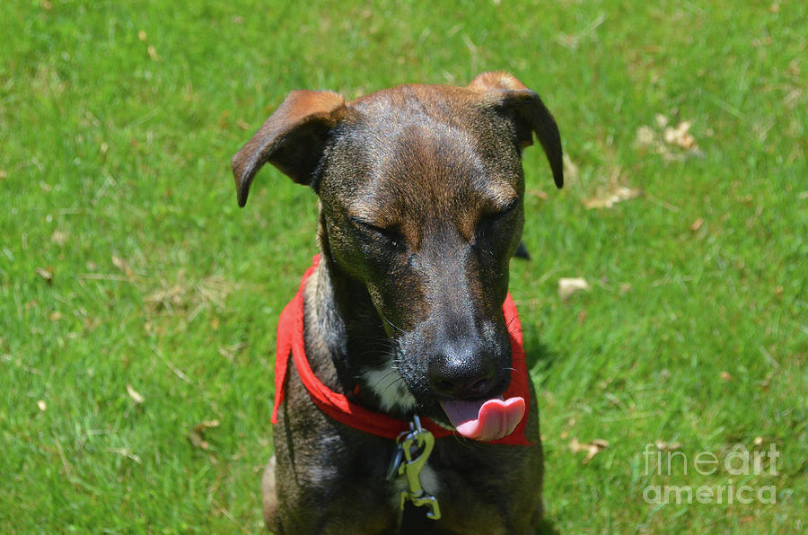 Sweet Yawning Cunucu Dog on a Summer Day Photograph by DejaVu Designs