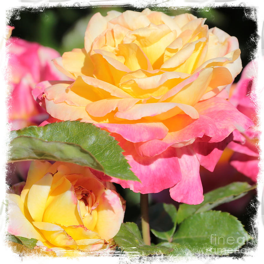 Sweet Yellow and Pink Roses Photograph by Carol Groenen